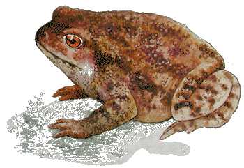 Crapaud, dessin de Christophe Babonneau