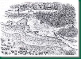 La faune des marais  (dessin L. Poedras)